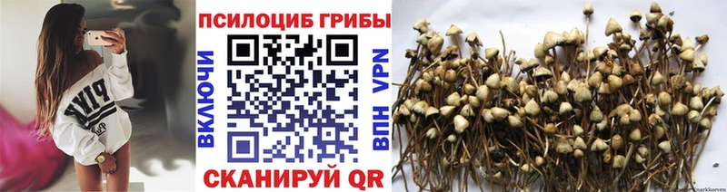 Галлюциногенные грибы Psilocybe наркота Шадринск